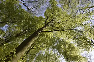 Beech Forest Scenery Prints: Spring forest, forest, nature, beech