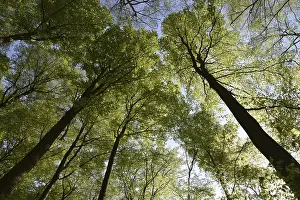Deserted Beech Tree Forest Prints: Spring forest, forest, nature, beech