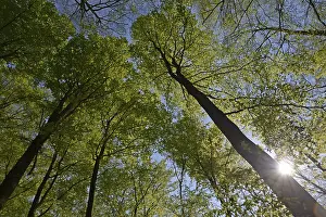 Low Angle View Of Trees Prints: Spring forest, forest, nature, beech