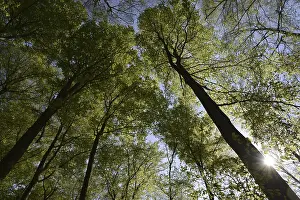 Low Angle View Of Trees Prints: Spring forest, forest, nature, beech