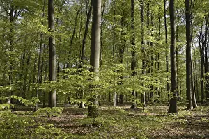 Spring Landscape Prints: Spring forest, forest, nature, beech