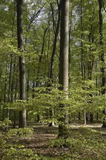 Fagaceae Family Trees Prints: Spring forest, forest, nature, beech
