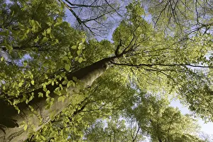 Low Angle View Of Trees Prints: Spring forest, forest, nature, beech