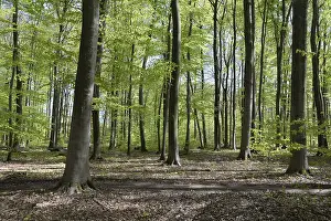 Beech Forest Prints: Spring forest, forest, nature, beech