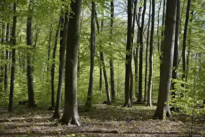 Beech Forest Prints: Spring forest, forest, nature, beech