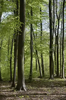 Beech Forest Prints: Spring forest, forest, nature, beech