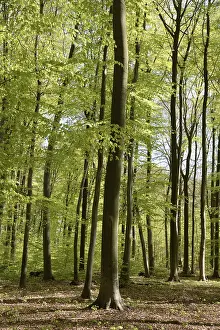 Beech Forest Prints: Spring forest, forest, nature, beech