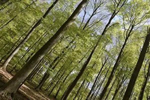 Beech Forest Prints: Spring forest, forest, nature, beech