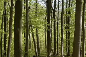 Beech Forest Prints: Spring forest, forest, nature, beech