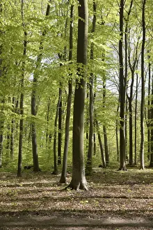 Beech Forest Prints: Spring forest, forest, nature, beech