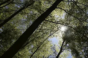 Beech Forest Prints: Spring forest, forest, nature, beech
