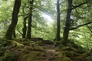 Beech Tree Forest Prints: Spring forest, forest, nature, beech