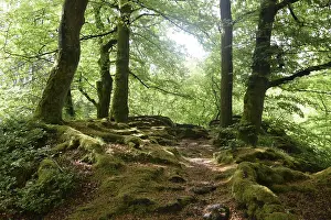 Springtime Nature Prints: Spring forest, forest, nature, beech