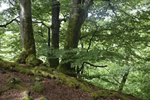 Springtime Nature Prints: Spring forest, forest, nature, beech