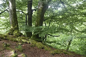 Beech Tree Forest Prints: Spring forest, forest, nature, beech