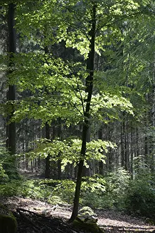 Beech Forest Prints: Spring forest, forest, nature, beech