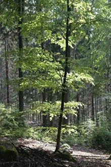Beech Forest Prints: Spring forest, forest, nature, beech