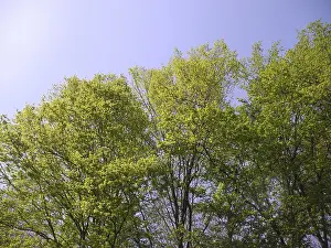 Wooded Countryside Views Prints: Spring forest, forest, nature, spring