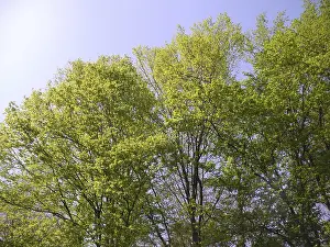 Nature Photography Spring Prints: Spring forest, forest, nature, spring
