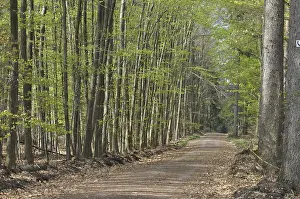 Uninhabited Woodland Scenes Prints: Spring forest, forest, path, forest path