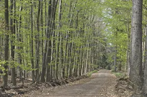 Springtime In The Woods Prints: Spring forest, forest, path, forest path