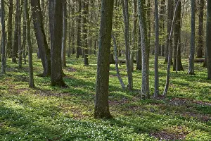 Spring Blooming Trees Prints: Spring forest with green background
