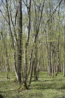 Bavarian Countryside Landscapes Prints: Spring, forest, spring, landscape