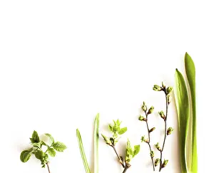 Isolated White Background Image Prints: Spring greenery plants over white background