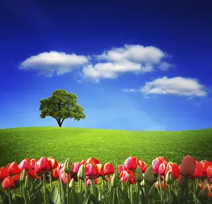 Spring Landscape Photography Prints: Spring landscape