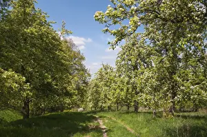 Deciduous Fruit Tree Prints: Spring, landscape, meadow orchard