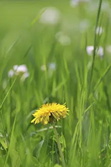 Deserted Flower Meadow Prints: Spring meadow