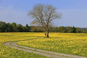 Bavaria Meadow Prints: Spring meadow with tree, Aitrang