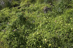 Zingaro National Park Prints: Spring meadow, various flowers