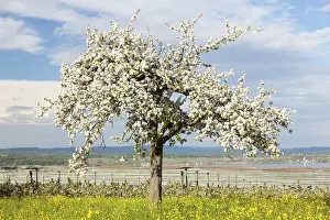 Deciduous Tree Blossom Prints: Spring mood with flowering fruit tree