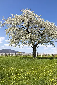 Vineyard Landscape Photography Prints: Spring, nature, landscape, tree