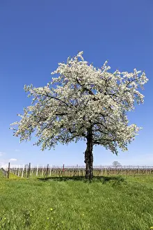 Agricultural Landscape Photo Prints: Spring, nature, landscape, tree