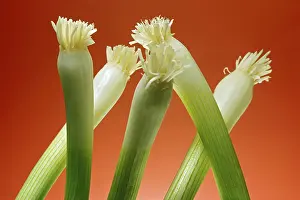 Common Onion Varieties Prints: Spring Onions