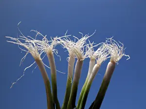 Common Onion Varieties Prints: Spring onions