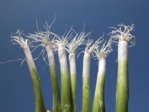 Multi Colored Plants Prints: Spring onions