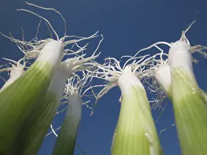 Common Onion Varieties Prints: Spring onions