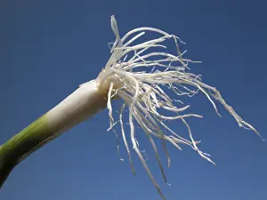 Common Onion Varieties Prints: Spring onions