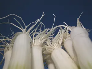 Common Onion Varieties Prints: Spring onions