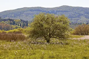 Hilly Landscape Greece Prints: Spring, single flowering tree in spring meadow
