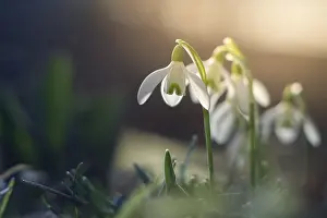 Early Spring Flowering Plant Prints: Spring snowdrop macro with backlight