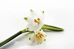 Cut Out Flowers Prints: Spring Snowflake