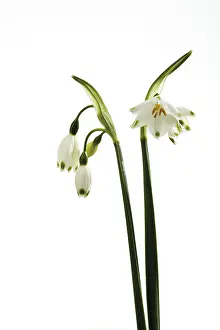 Open Air Plant Life Prints: Spring Snowflake
