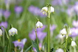 Vernal Flowering Plants Germany Prints: Spring snowflake in a crocus meadow, Germany
