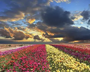 Cloudy Atmospheric Landscape Prints: Spring thundercloud closes the sky