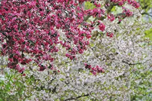Central European Flowers Prints: Spring, Tree Blossom, Germany