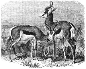 Historical Springbok Print
